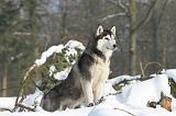 SIBERIAN HUSKY 204